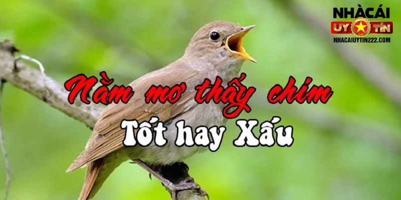 Mơ thấy chim điềm báo gì còn tùy thuộc vào mỗi chiêm bao