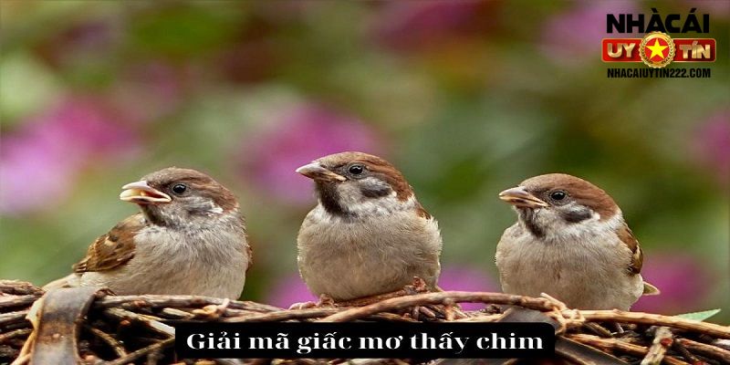 Mơ thấy chim điềm báo gì? Giải mã chi tiết và đầy đủ