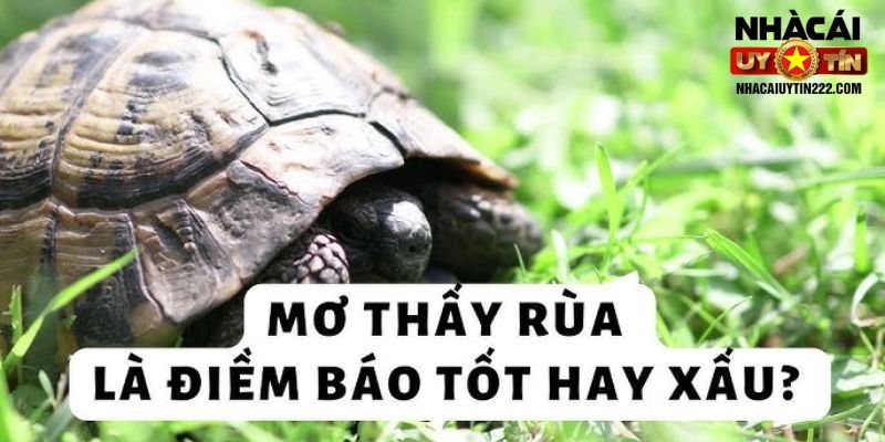 Mộng thấy rùa hầu như đều là điềm tốt